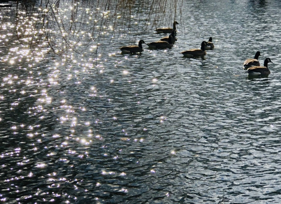 IMG_5216.jpg?type=w966