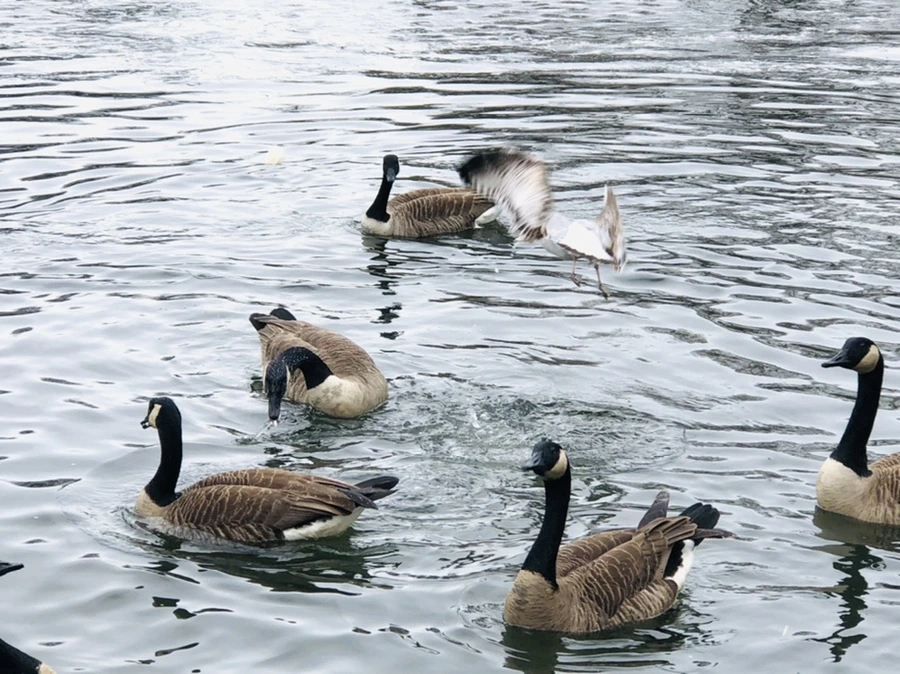 IMG_5886.jpg?type=w966