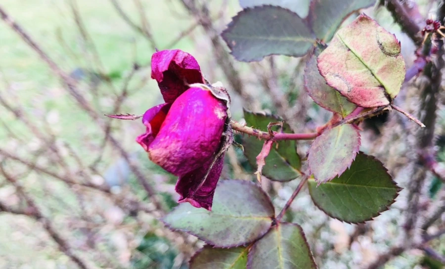 IMG_8002.jpg?type=w966