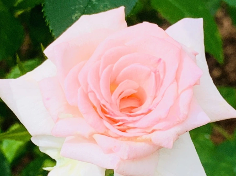 IMG_0532.jpg?type=w966