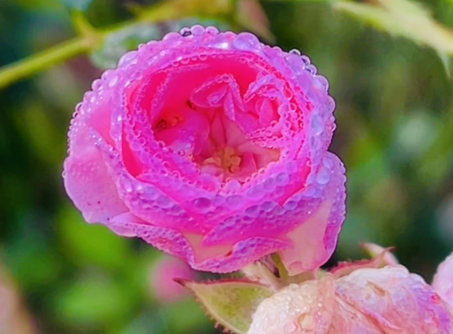 IMG_0968.jpg?type=w966