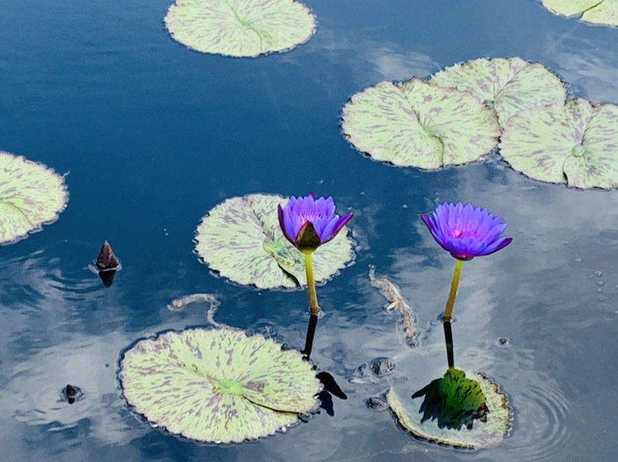 IMG_9097.jpg?type=w966