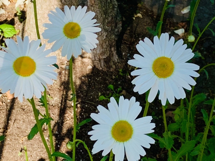 IMG_3556.jpg?type=w966