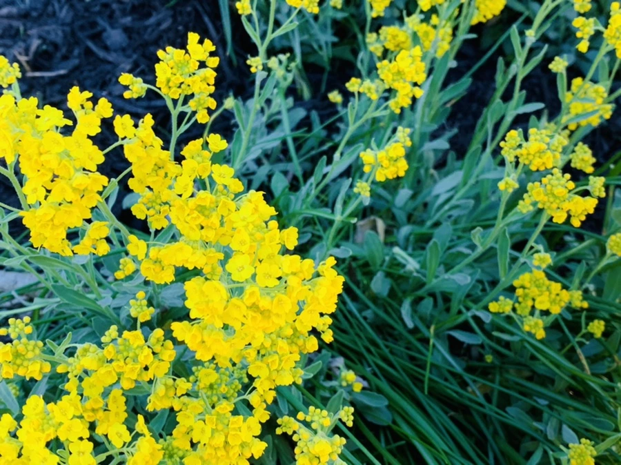 IMG_4165.jpg?type=w966