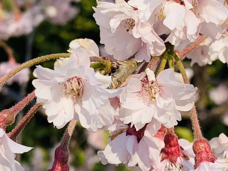 IMG_4992.jpg?type=w966