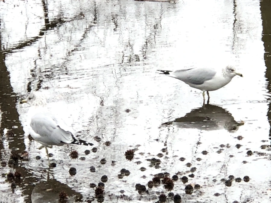 IMG_9439.jpg?type=w966