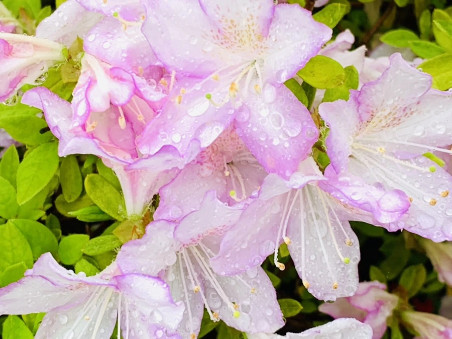 IMG_9374.jpg?type=w966