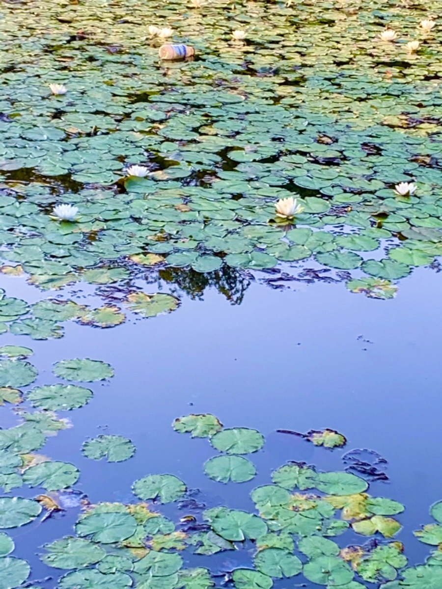 IMG_1070.jpg?type=w966