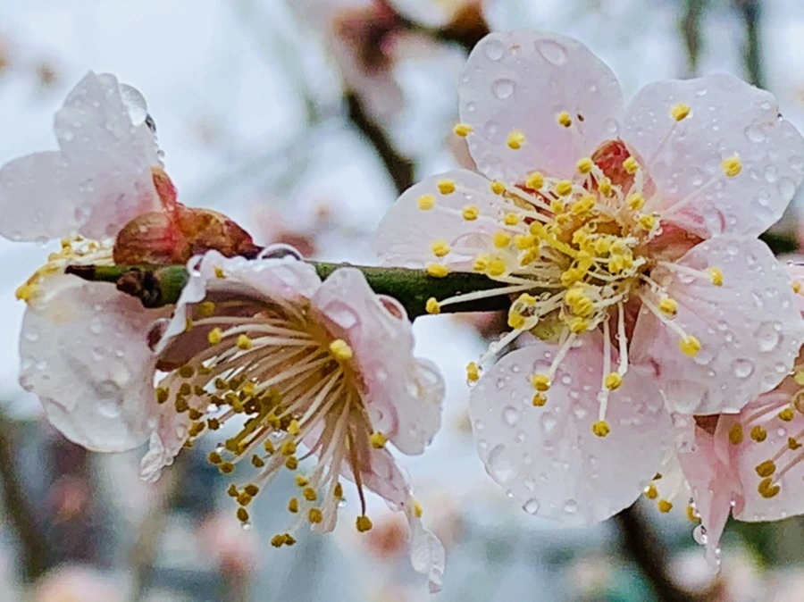 IMG_1831.jpg?type=w966