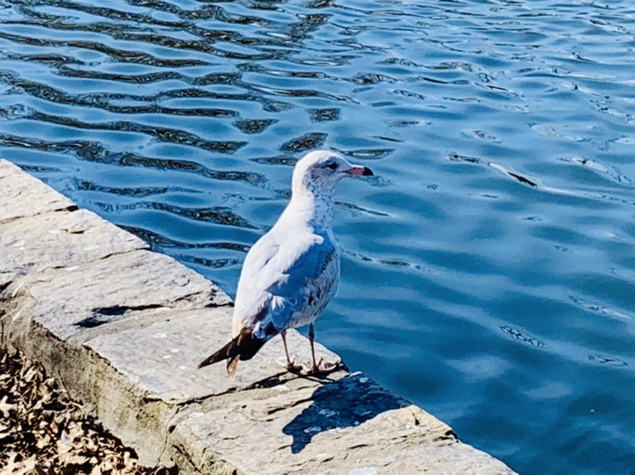 IMG_9332.jpg?type=w966