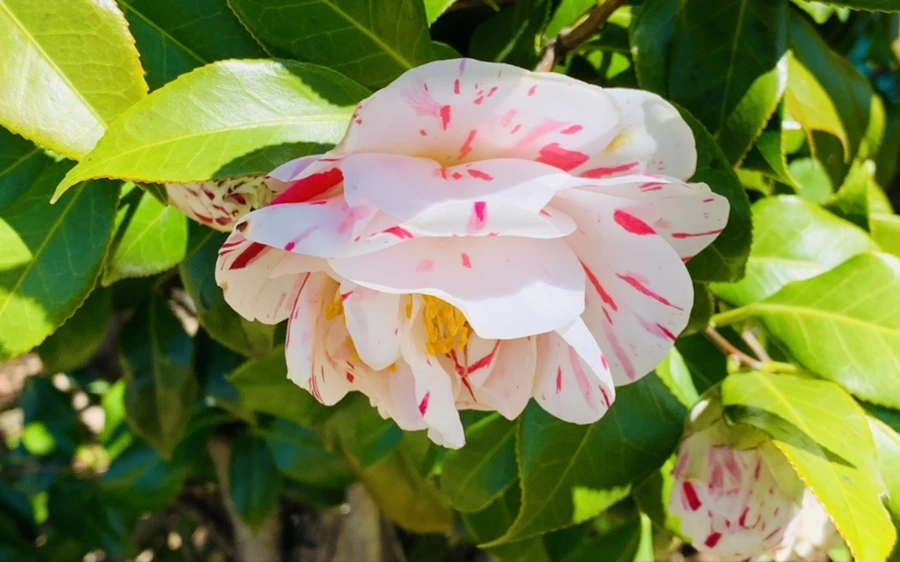 IMG_8184.jpg?type=w966