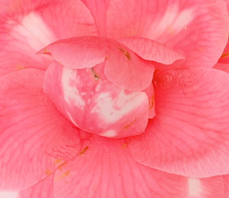 IMG_7779.jpg?type=w966