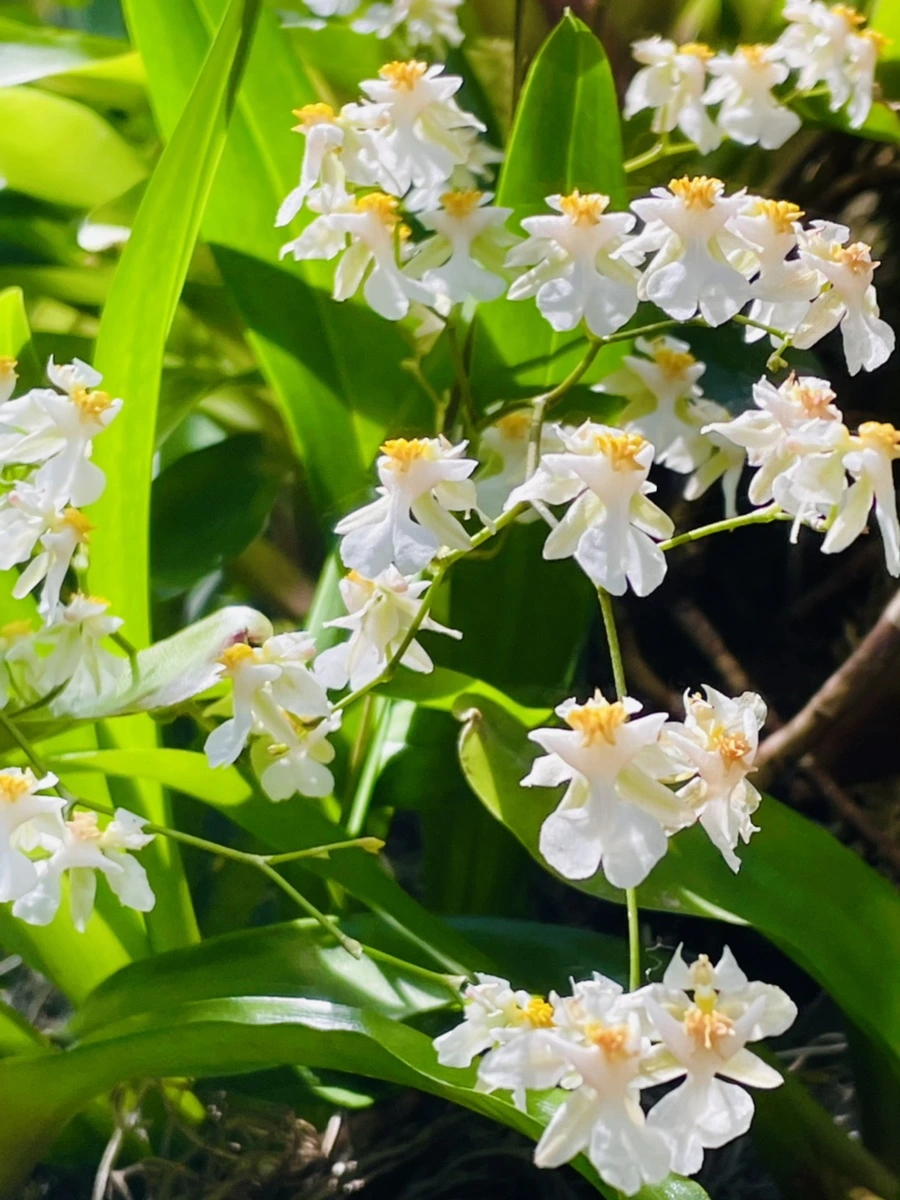 IMG_6418.jpg?type=w966