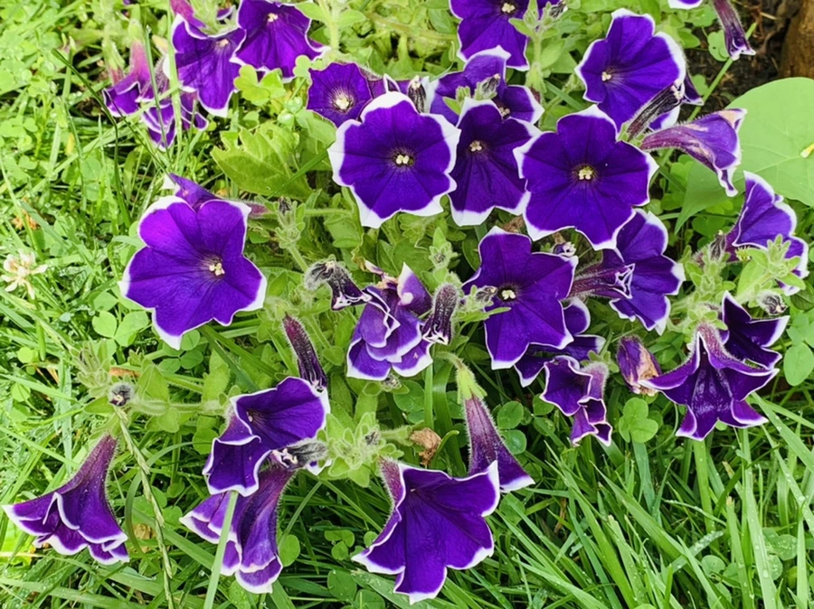 IMG_7336.jpg?type=w966