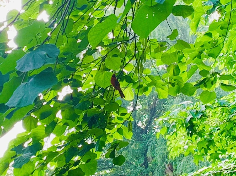 IMG_1105.jpg?type=w966