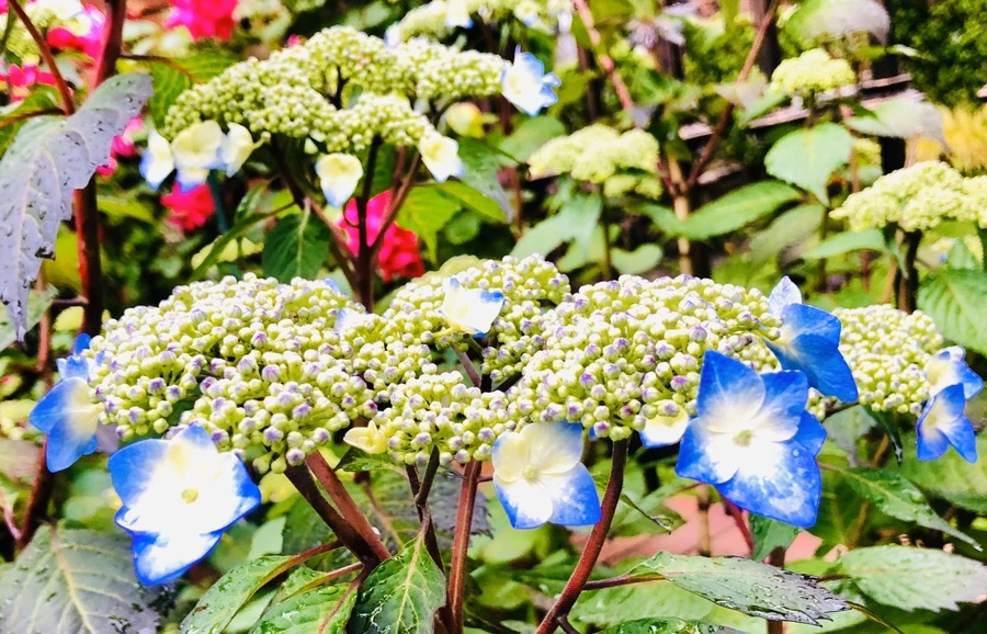 IMG_8147.jpg?type=w966