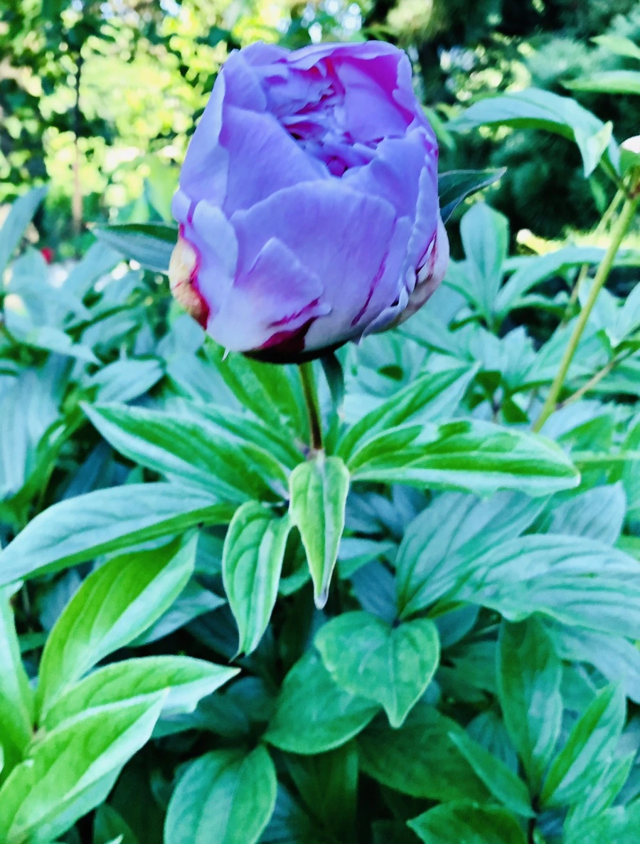 IMG_7755.jpg?type=w966