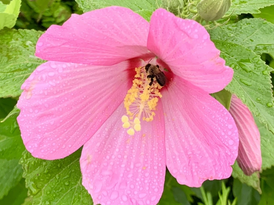 IMG_7759.jpg?type=w966