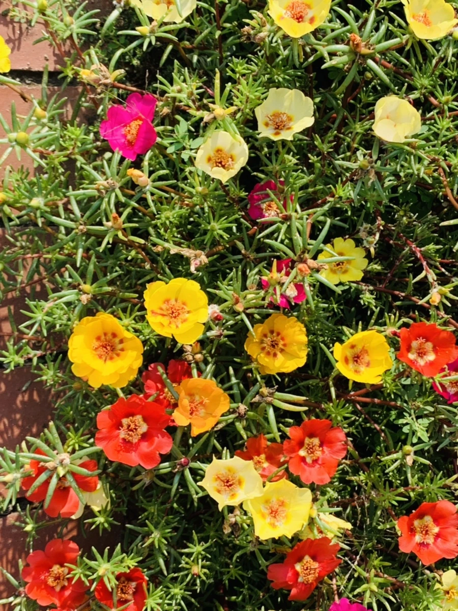 IMG_6662.jpg?type=w966