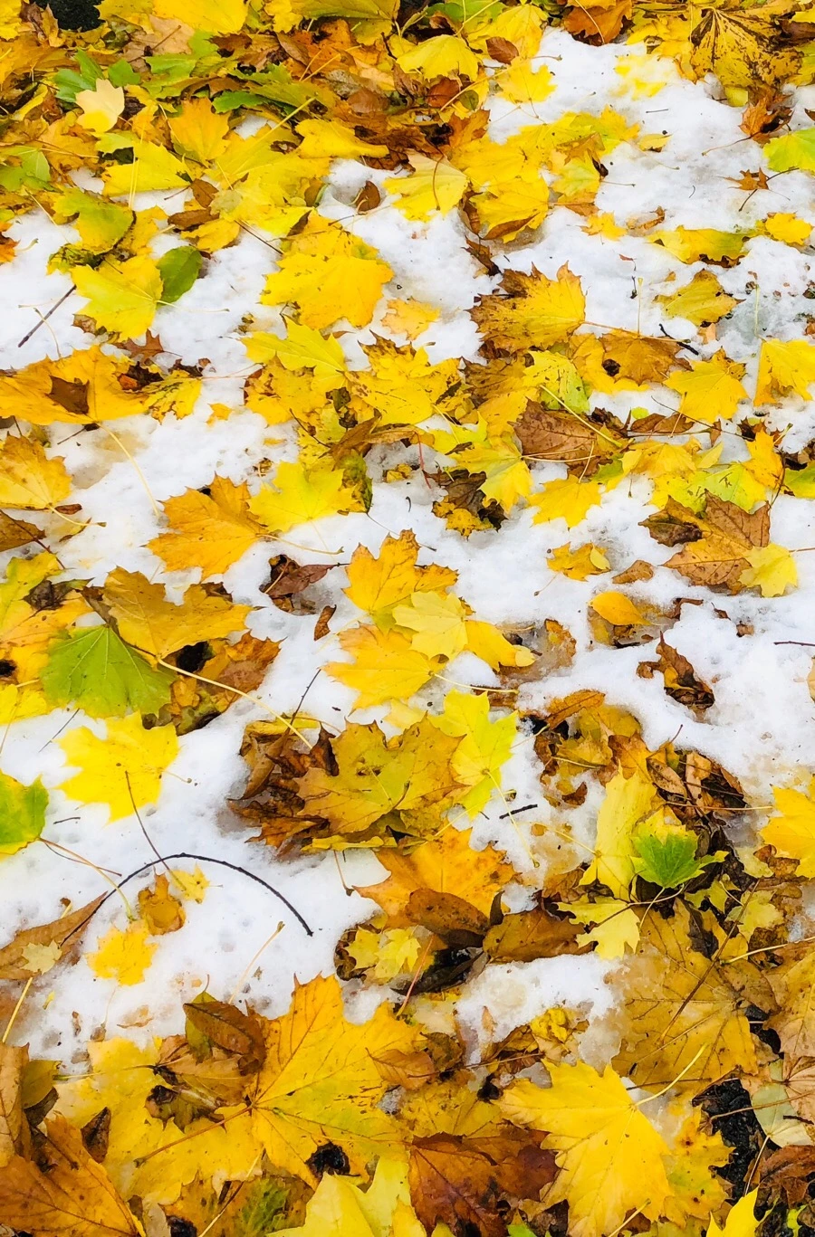 IMG_7802.jpg?type=w966