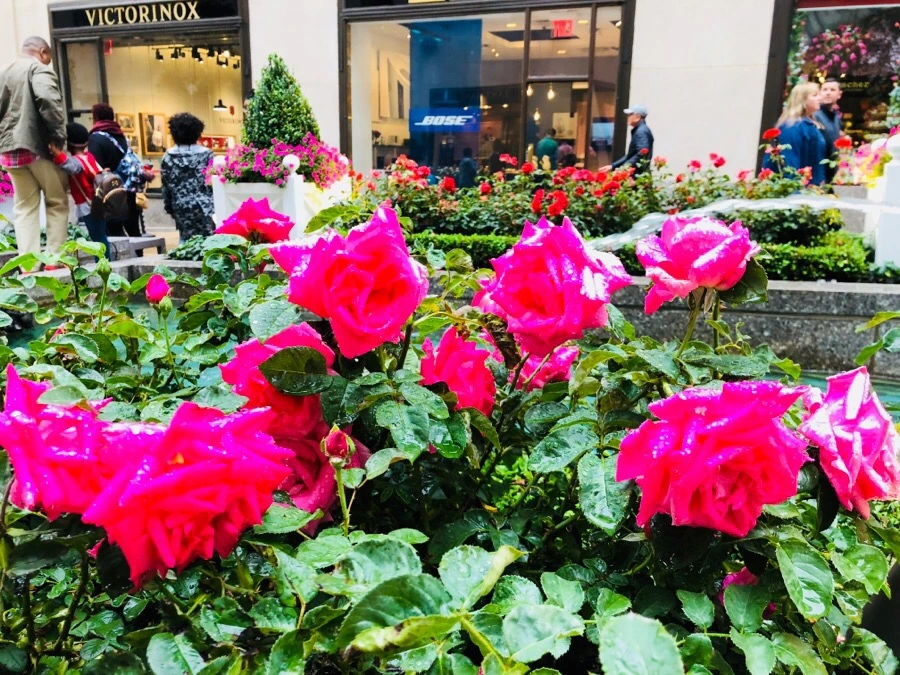 IMG_5790.jpg?type=w966