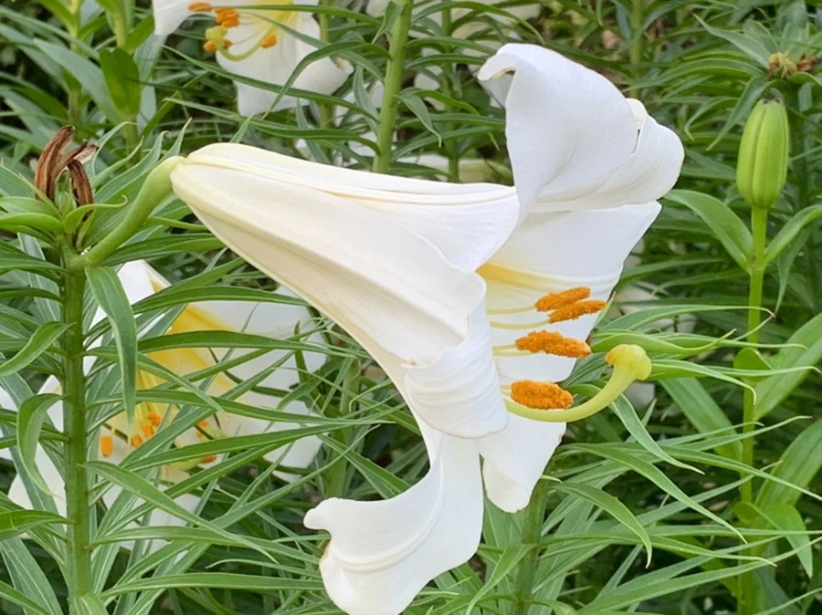 IMG_5638.jpg?type=w966