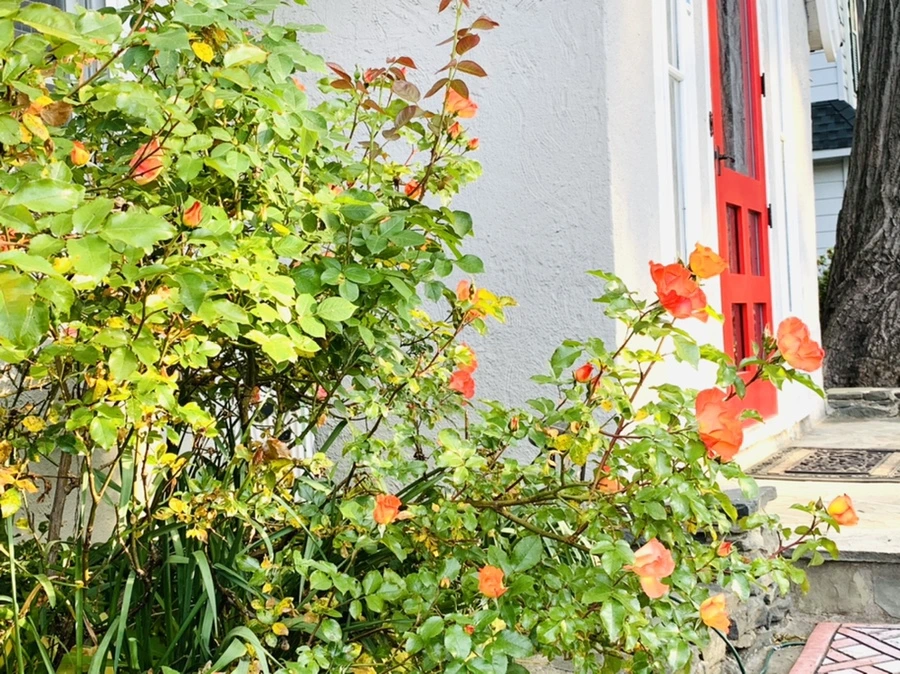 IMG_4554.jpg?type=w966