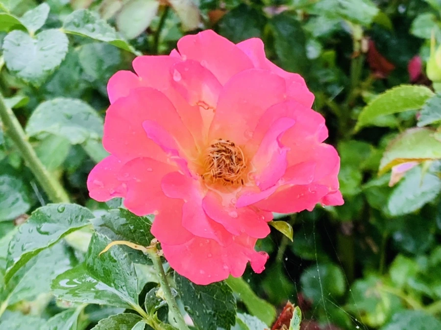 IMG_8794.jpg?type=w966