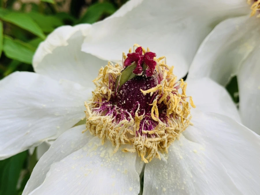 IMG_8957.jpg?type=w966