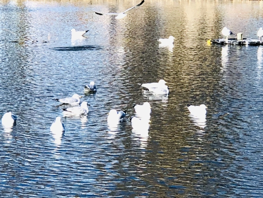 IMG_9724.jpg?type=w966