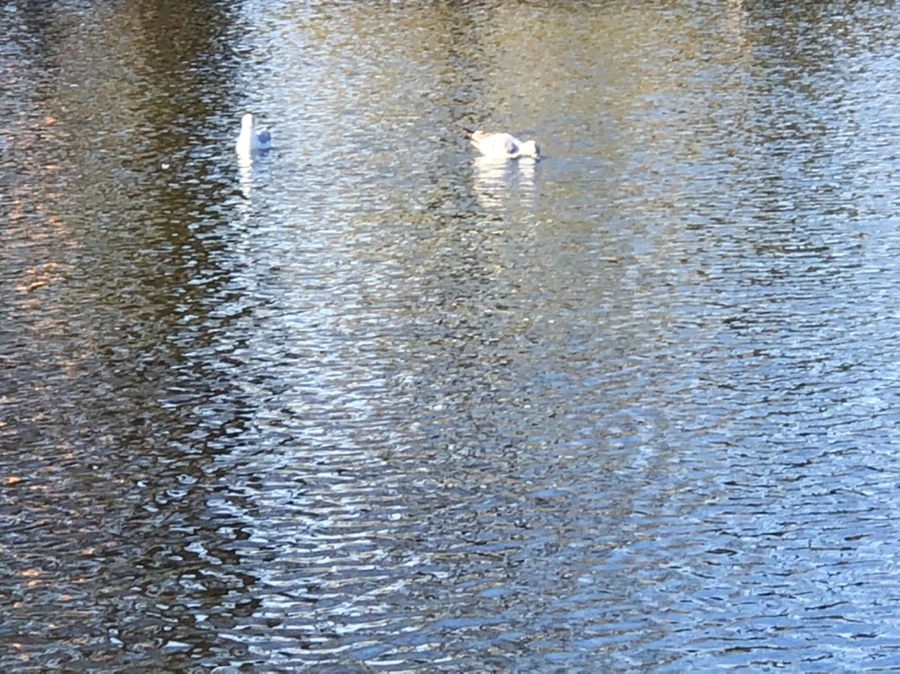 IMG_9732.jpg?type=w966