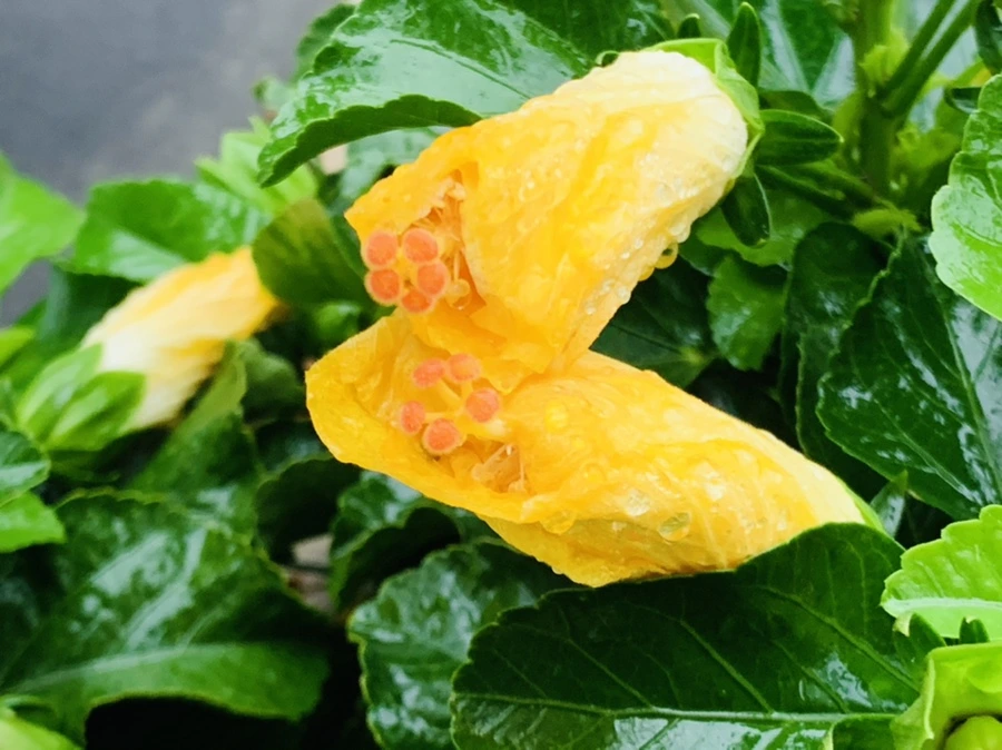 IMG_3636.jpg?type=w966