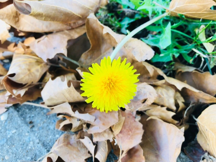 IMG_1039.jpg?type=w966