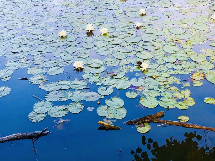 IMG_4968.jpg?type=w966