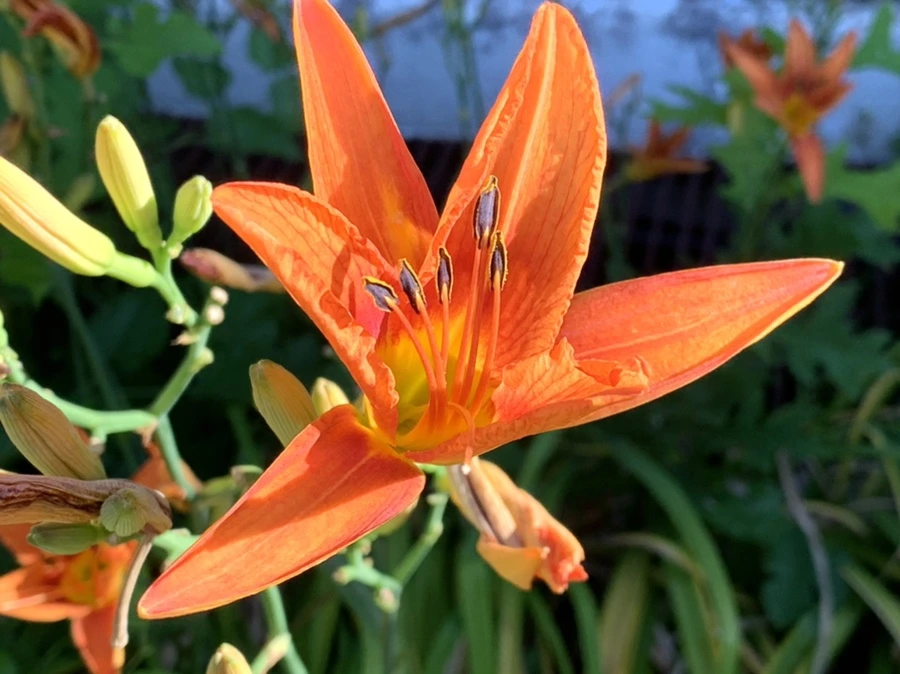 IMG_5334.jpg?type=w966