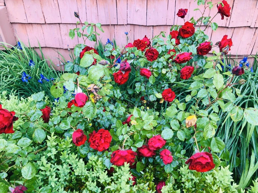 IMG_7540.jpg?type=w966