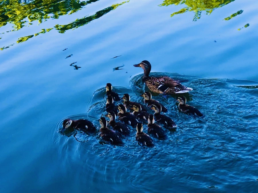 IMG_2704.jpg?type=w966