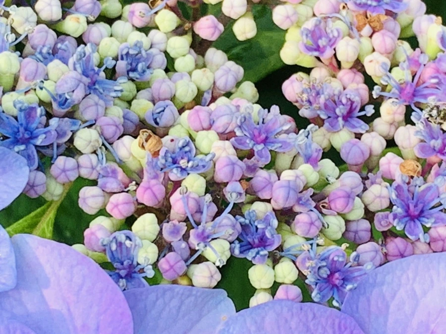 IMG_6065.jpg?type=w966