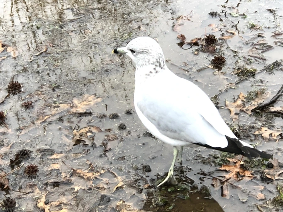 IMG_9428.jpg?type=w966