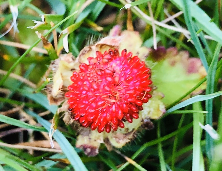 IMG_8807.jpg?type=w966