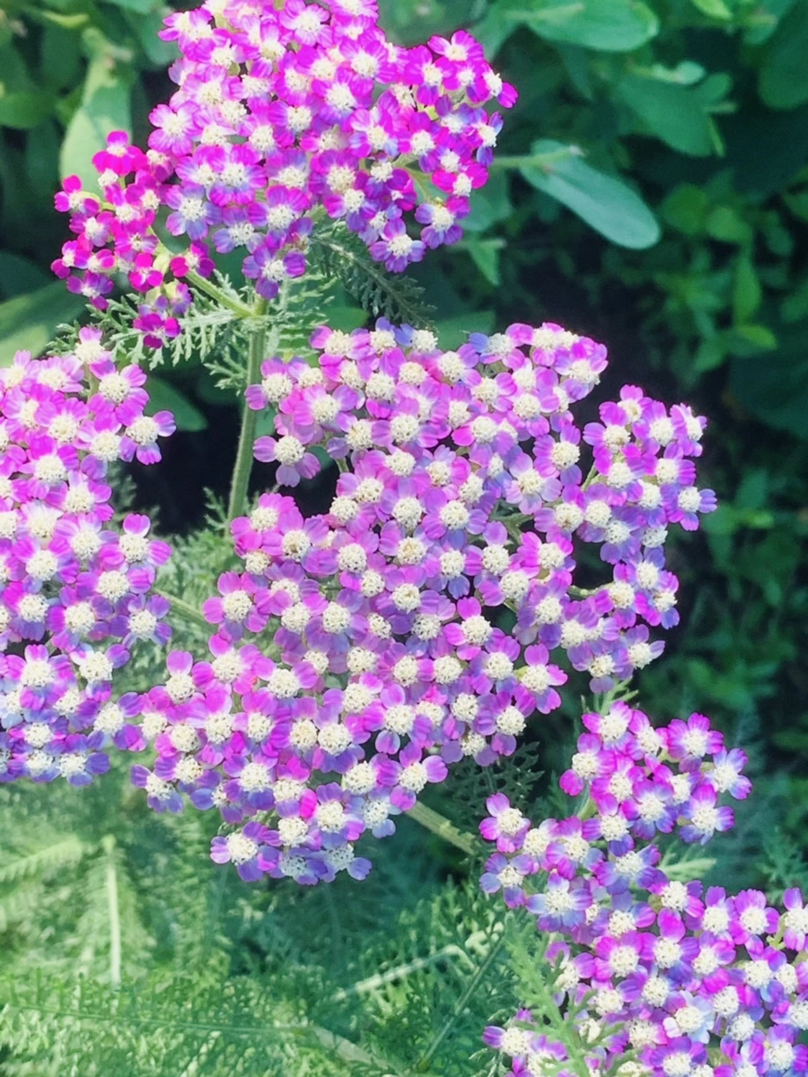 IMG_3989.jpg?type=w966