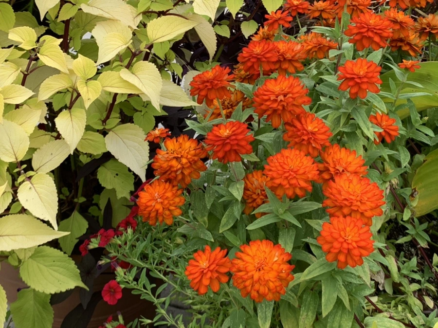 IMG_5097.jpg?type=w966