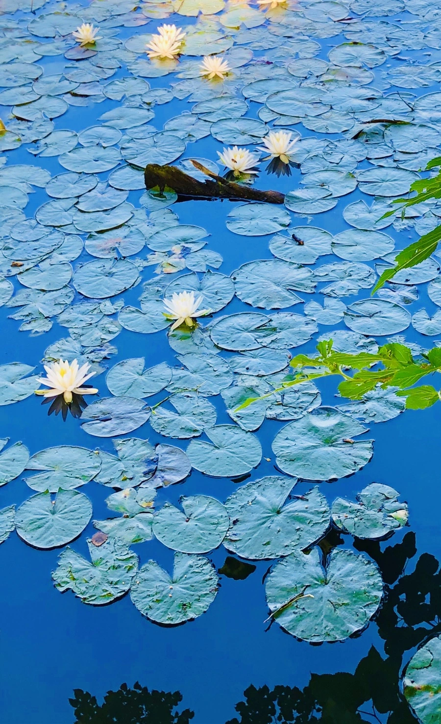 IMG_3799.jpg?type=w966