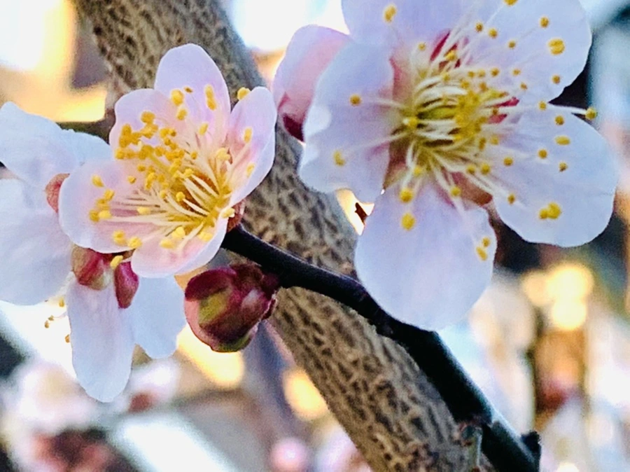 IMG_0909.jpg?type=w966