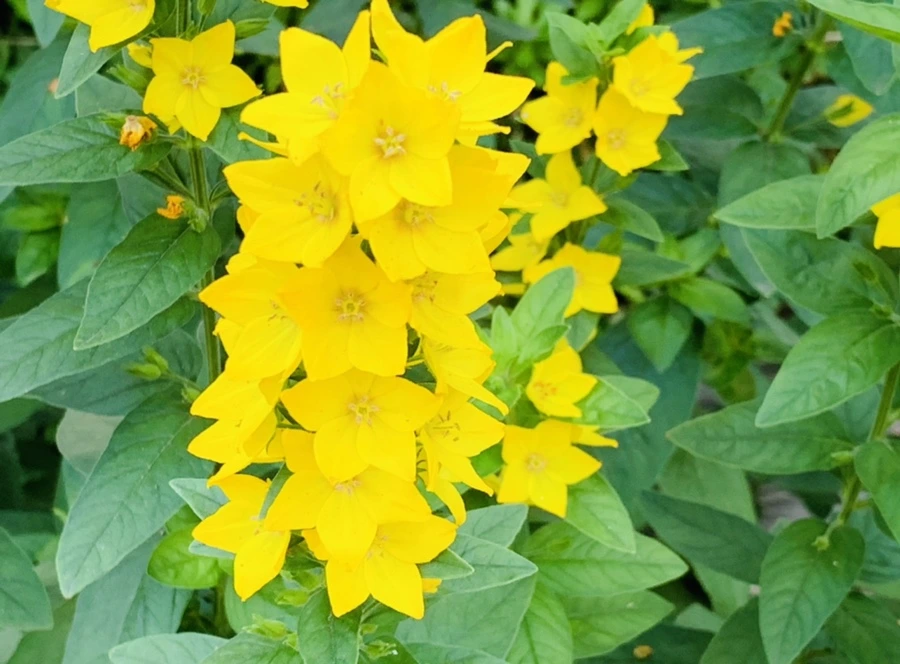 IMG_7356.jpg?type=w966