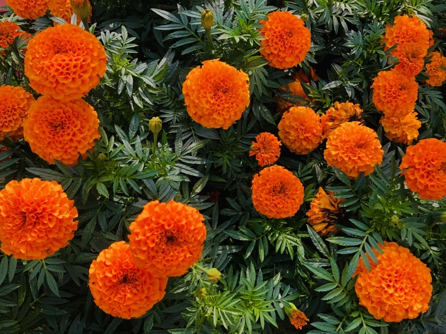 IMG_5700.jpg?type=w966