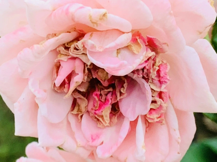 IMG_6090.jpg?type=w966