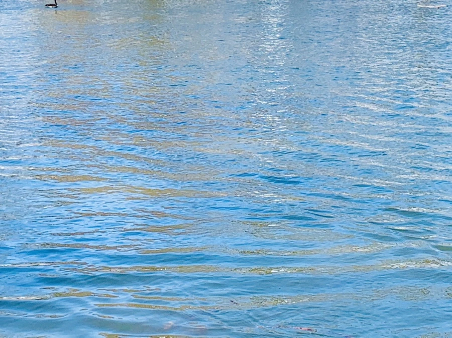 IMG_9916.jpg?type=w966