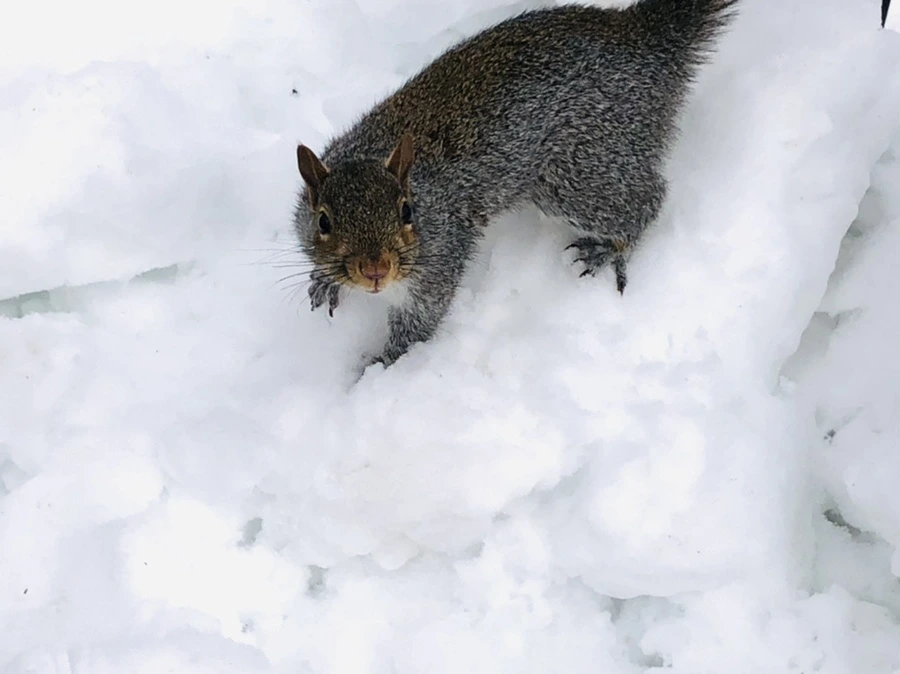 IMG_9409.jpg?type=w966