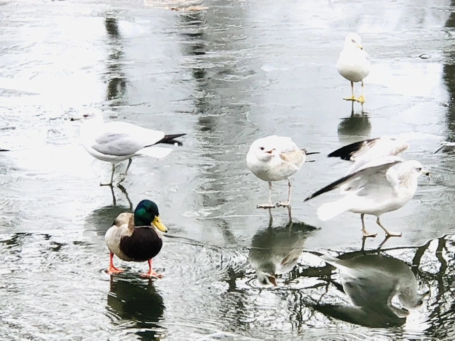 IMG_8969.jpg?type=w966